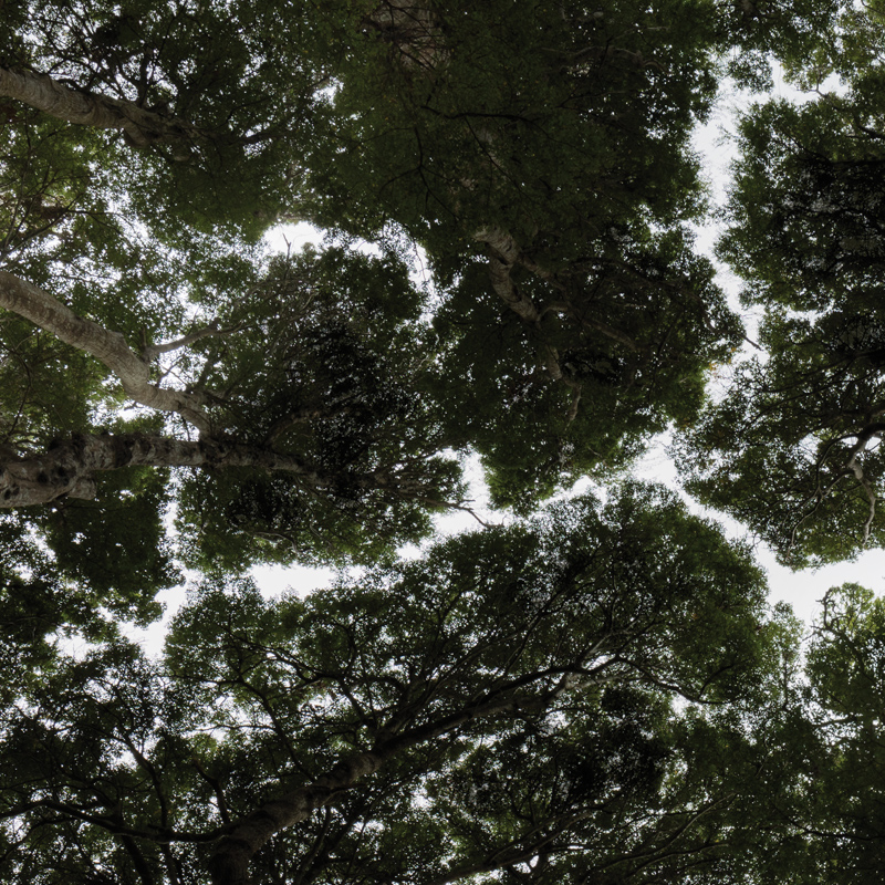 crown shyness