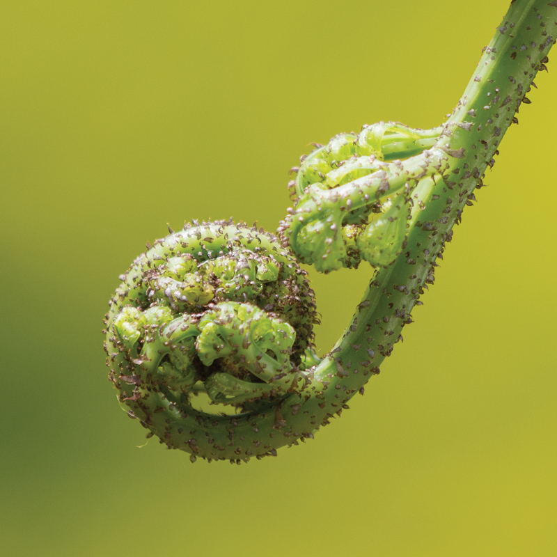 Frond
