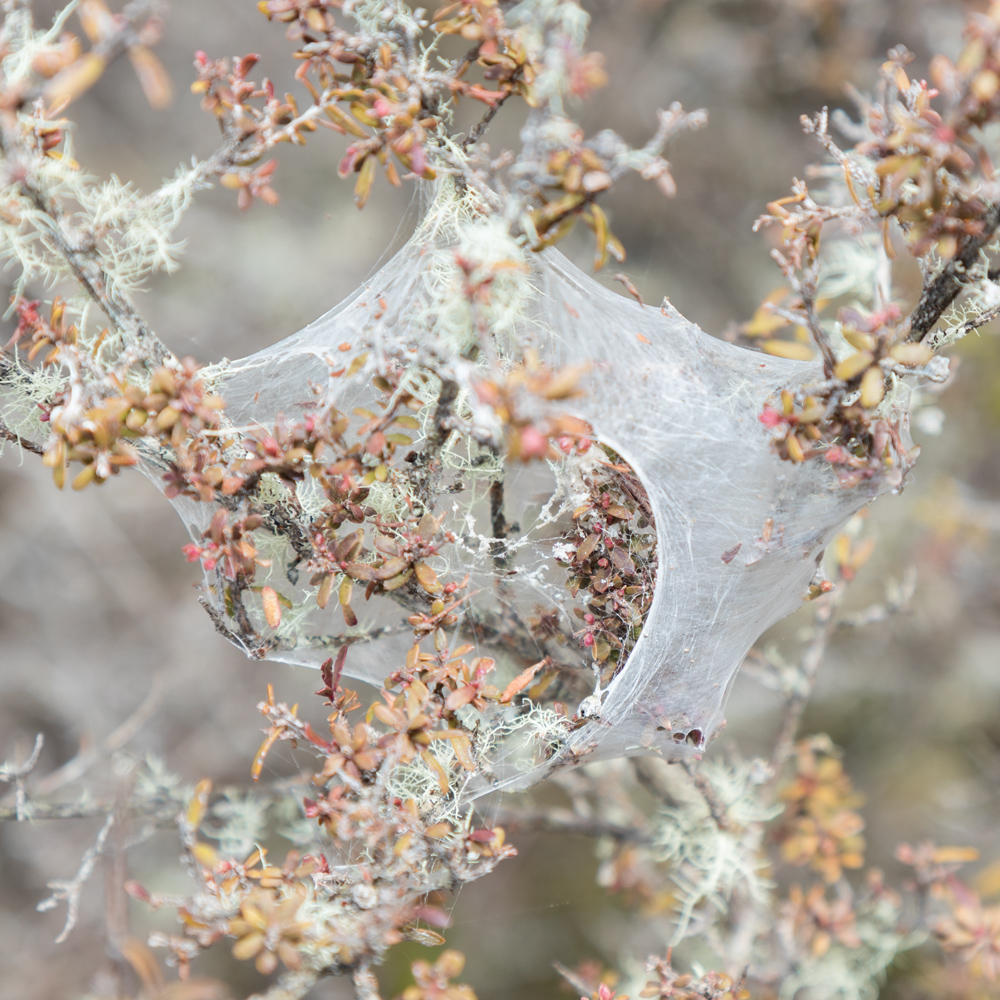 Gossamer