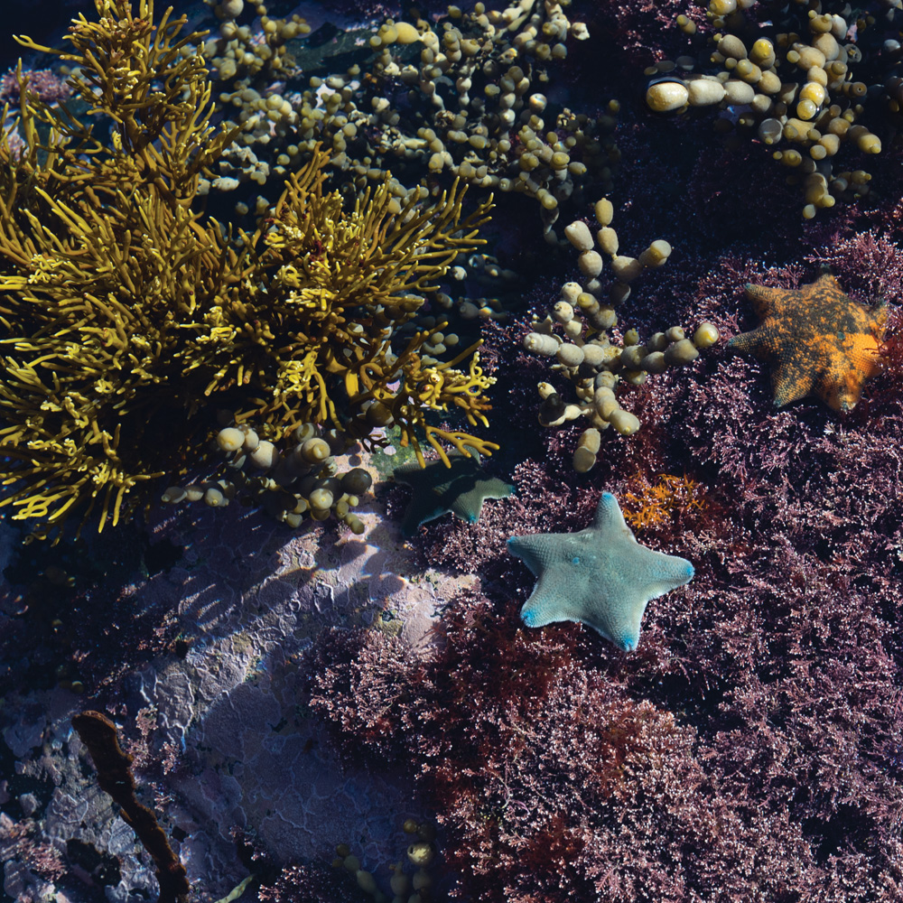 Rock pool