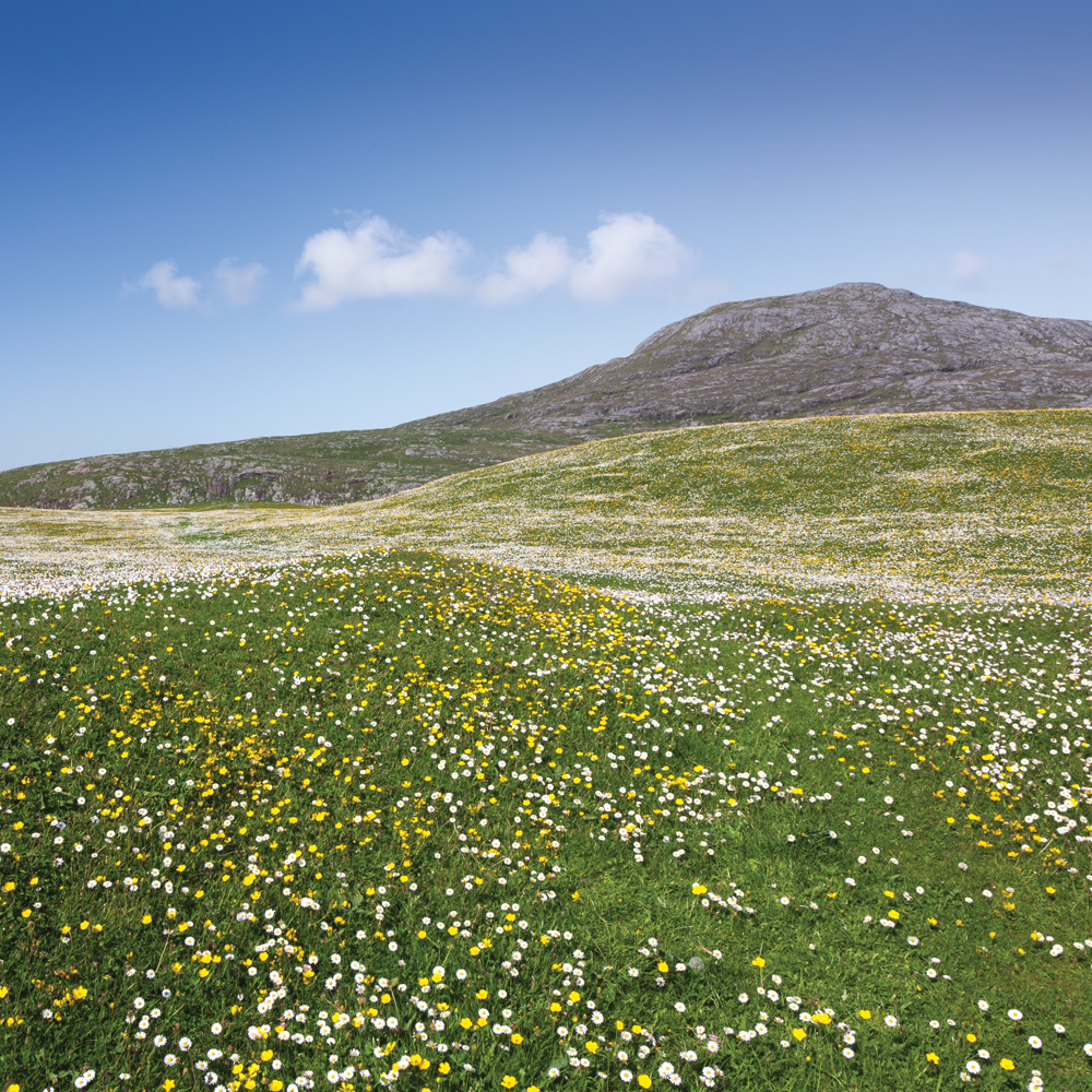 Machair