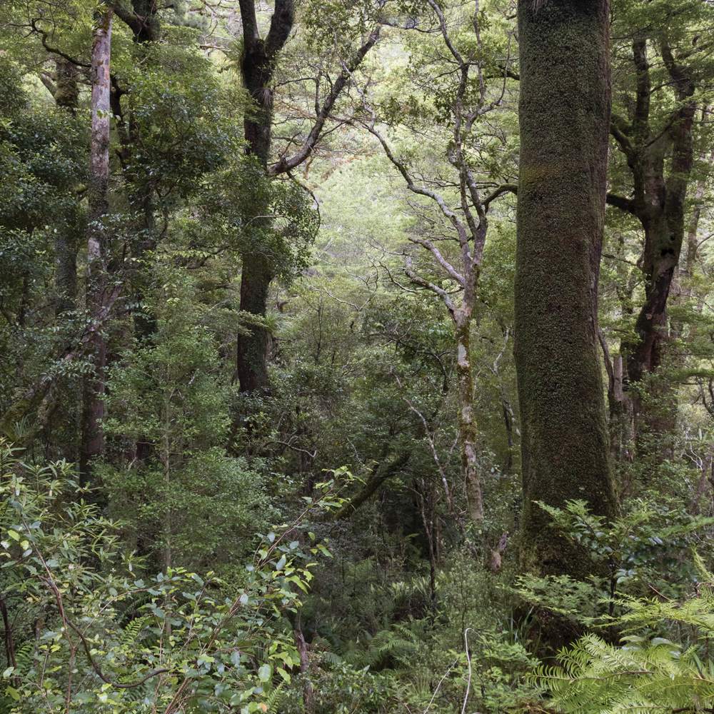 sylvan 